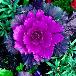 Meet your Posher, Carita